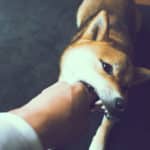 「狂犬病」は致死率約100％？に関する雑学