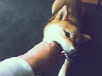 「狂犬病」は致死率約100％？に関する雑学