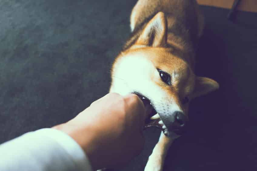 「狂犬病」は致死率約100%?に関する雑学