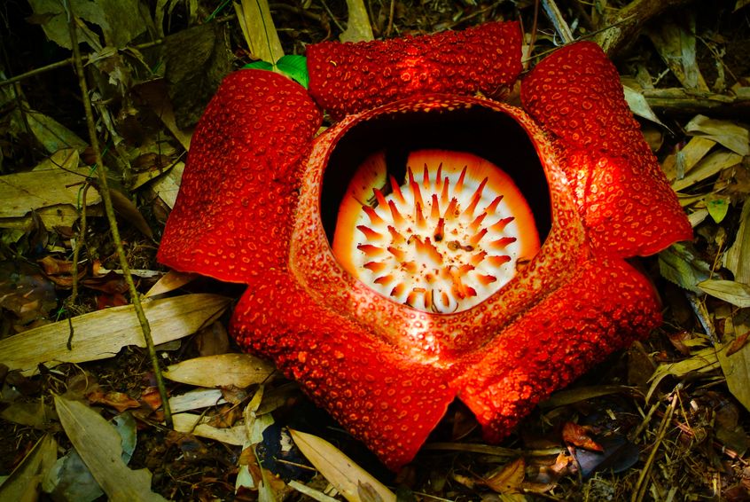 世界最大の花「ラフレシア」に関する雑学