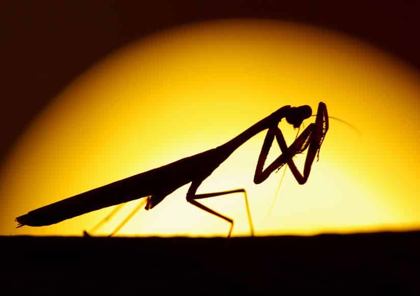 カマキリのオスに関する雑学