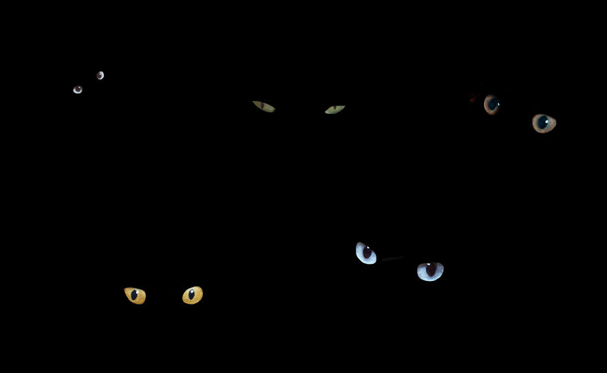 暗闇で猫の目が光る理由の雑学