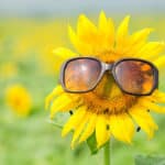 「ひまわりは太陽の方を向く」は本当か？に関する雑学