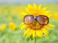 「ひまわりは太陽の方を向く」は本当か？に関する雑学