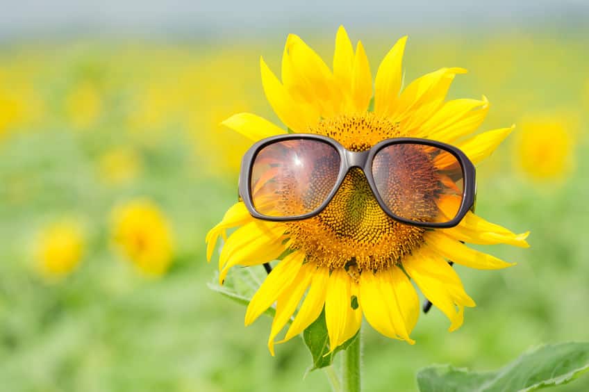 「ひまわりは太陽の方を向く」は本当か？に関する雑学