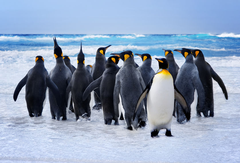 ペンギンの足に関する雑学