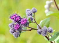 ごぼうの花言葉がひどいということに関する雑学