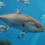 マグロなどの回遊魚は眠らない？に関する雑学