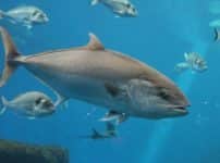 マグロなどの回遊魚は眠らない？に関する雑学