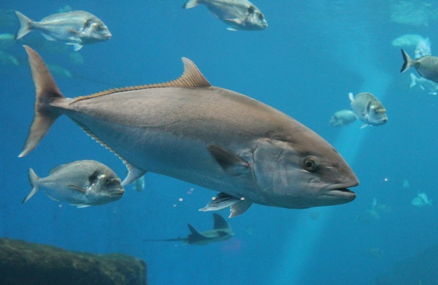 マグロなどの回遊魚は眠らない？に関する雑学
