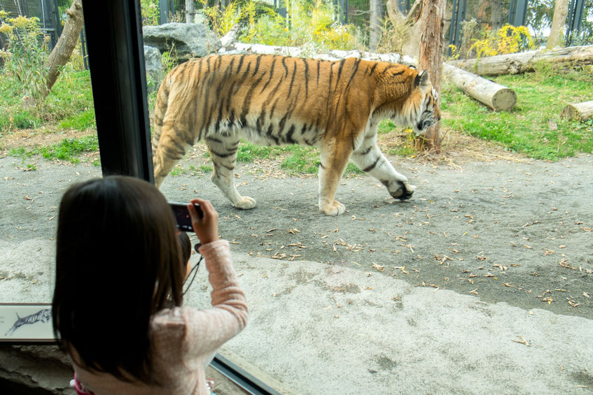 動物園が作られた理由に関する雑学