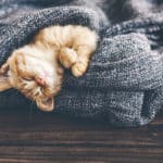 猫はどのくらい寝る？に関する雑学
