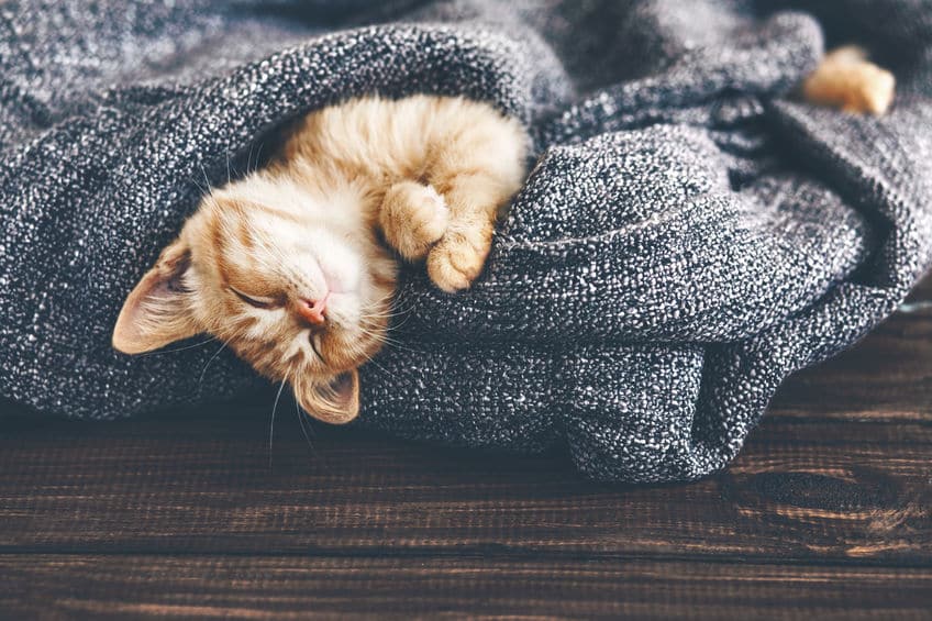 猫はどのくらい寝る？に関する雑学