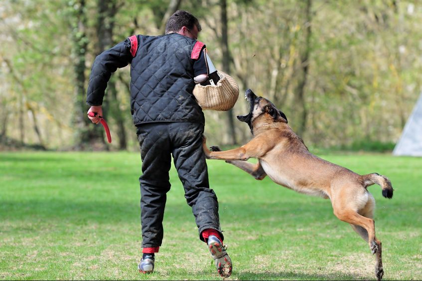 警察犬に関する雑学
