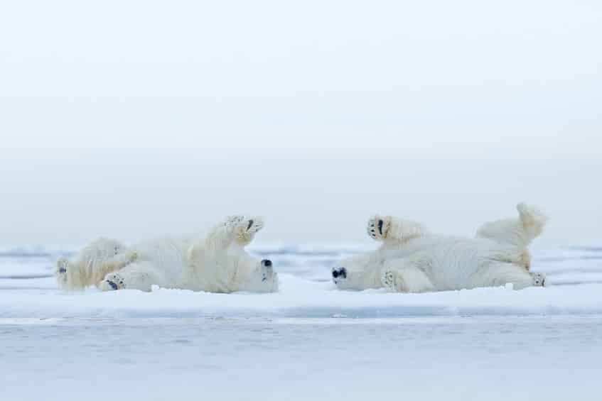 ホッキョクグマの肝臓を食べると死ぬ可能性があるということに関する雑学
