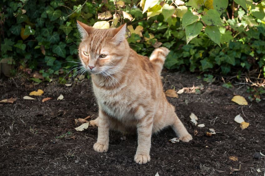 猫がうんちに砂をかけることに関する雑学