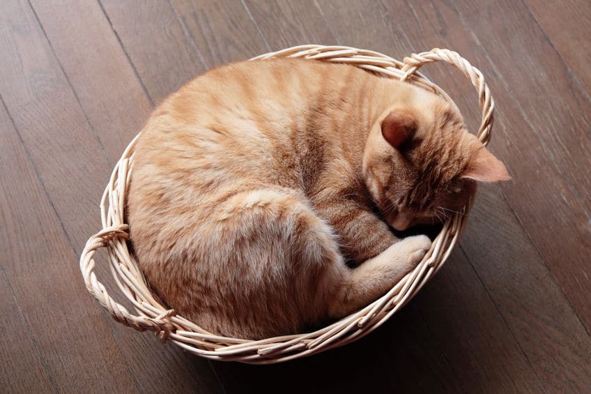 「ネコの睡眠時間」の雑学まとめ
