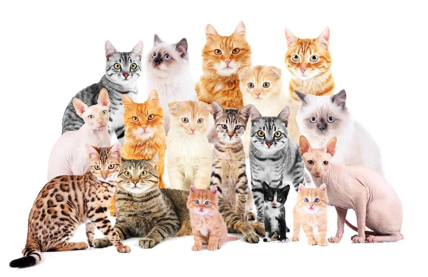世界で最も長い猫に関する雑学