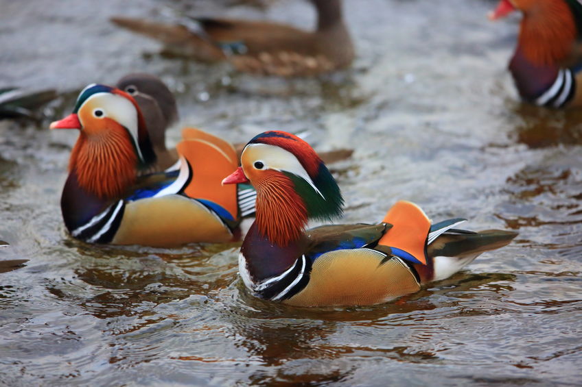 おしどりは浮気する鳥という雑学