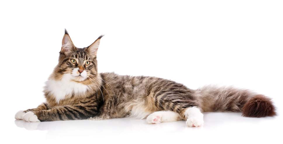 世界一大きな猫「メインクーン」
