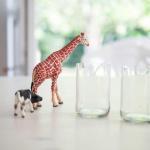 キリンの鳴き声が牛と似ている理由に関する雑学