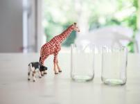 キリンの鳴き声が牛と似ている理由に関する雑学