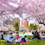 盛大なお花見をするのは日本だけの文化という雑学