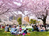 盛大なお花見をするのは日本だけの文化という雑学