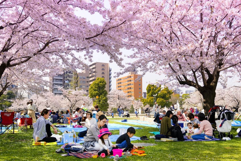 盛大なお花見をするのは日本だけの文化という雑学