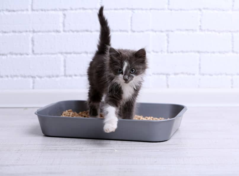 飼い猫の中には砂かけをしないネコもいるというトリビア