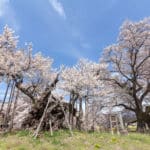日本で一番古い「神代桜」は樹齢2000年という雑学