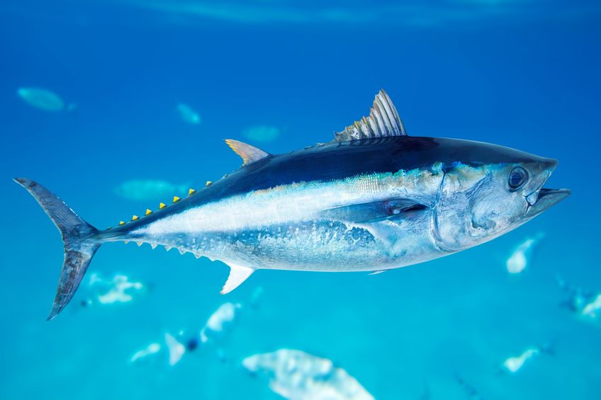 マグロは止まると呼吸ができないため動き続けているというトリビア