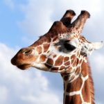 キリンの角は5本あるという雑学
