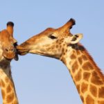 キリンのオス同士の戦いは、同性愛に発展することがあるという雑学