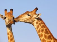 キリンのオス同士の戦いは、同性愛に発展することがあるという雑学