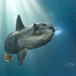 マンボウは体当たりで死んでしまうことがあるってほんと？に関する雑学