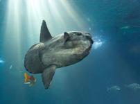 マンボウは体当たりで死んでしまうことがあるってほんと？に関する雑学
