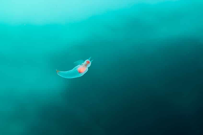 「クリオネの食事」の雑学まとめ