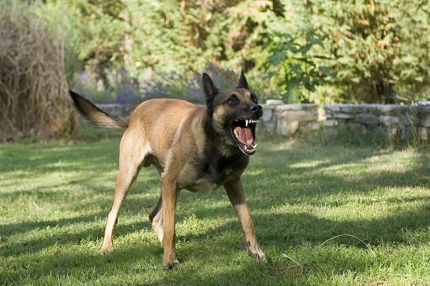 自分の犬が警察犬デビューするには?というトリビア
