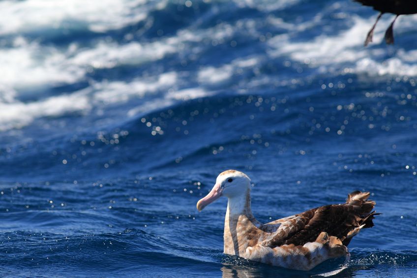 逃げろよ…アホウドリは"アホ"が原因で絶滅しかけたことがあるというトリビアまとめ