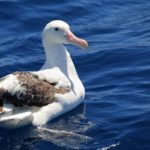アホウドリはアホウが原因で絶滅しそうになったということに関する雑学