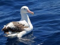 アホウドリはアホウが原因で絶滅しそうになったということに関する雑学