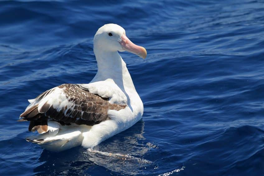 アホウドリはアホウが原因で絶滅しそうになったということに関する雑学