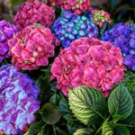 アジサイは植えている場所によって色が変わるという雑学