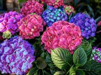 アジサイは植えている場所によって色が変わるという雑学