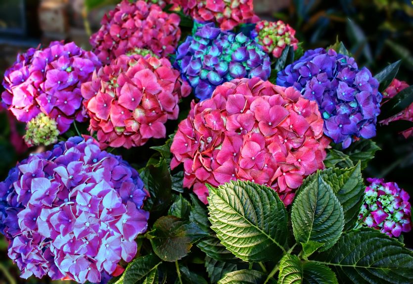 アジサイは植えている場所によって色が変わるという雑学