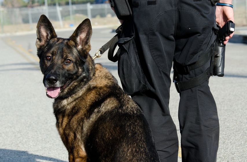「全日本嘱託警察犬競技大会」という嘱託警察犬の大会があるというトリビア