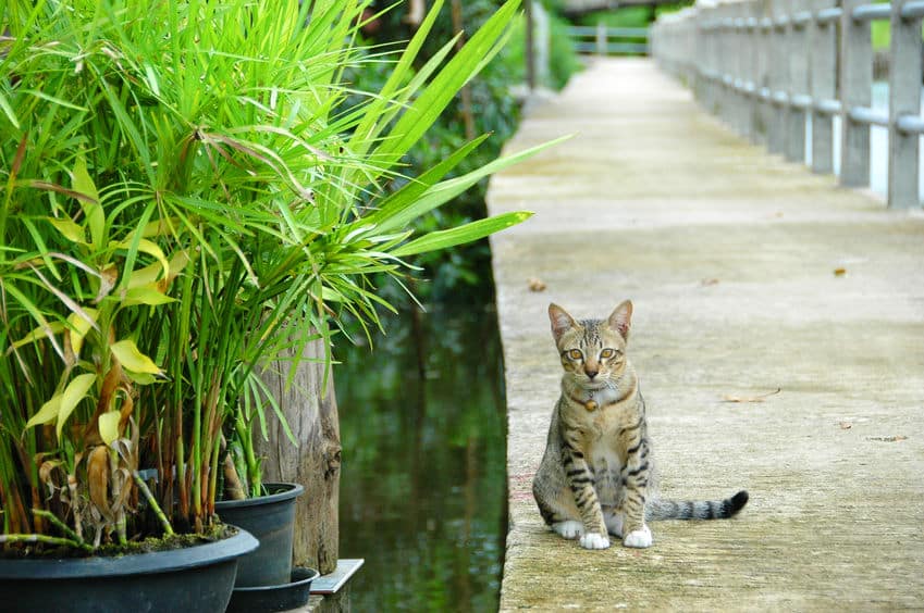 猫が"死ぬ前に飼い主の前から姿を消す"に関する雑学