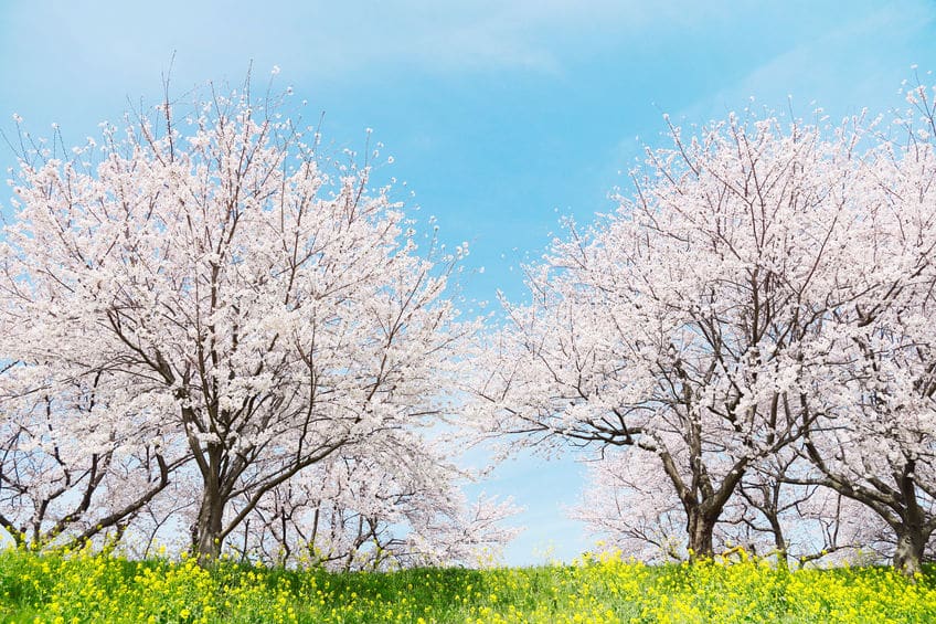 桜の開花には「600℃の法則」という目安があるということに関する雑学