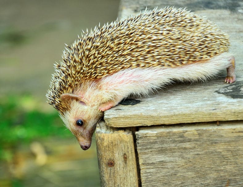 ハリネズミにまつわる珍事件に関する雑学